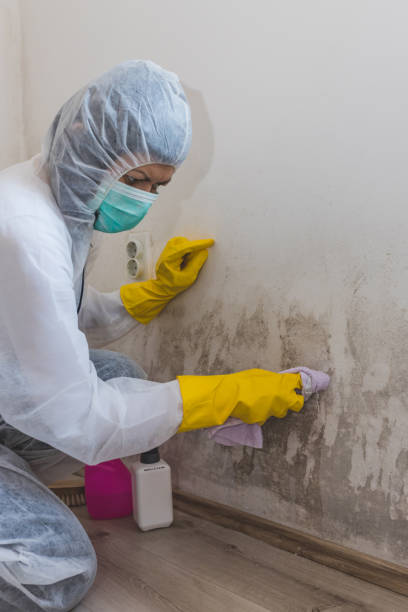 Mold Documentation for Insurance Claims in Highland, CA