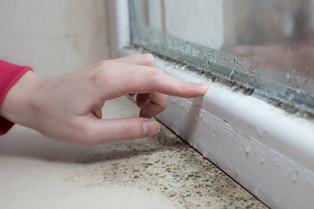 Best Attic Mold Removal  in Highland, CA